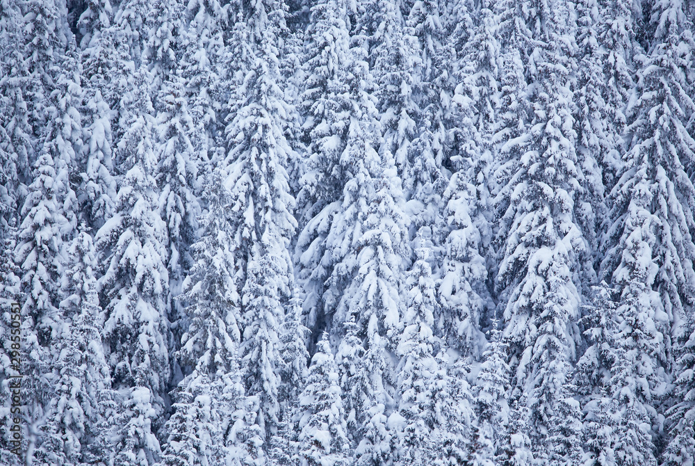 Winter with frozen trees and gorgeous minimalist or abstract shapes and patterns Winter with frozen trees and gorgeous minimalist or abstract shapes and patterns