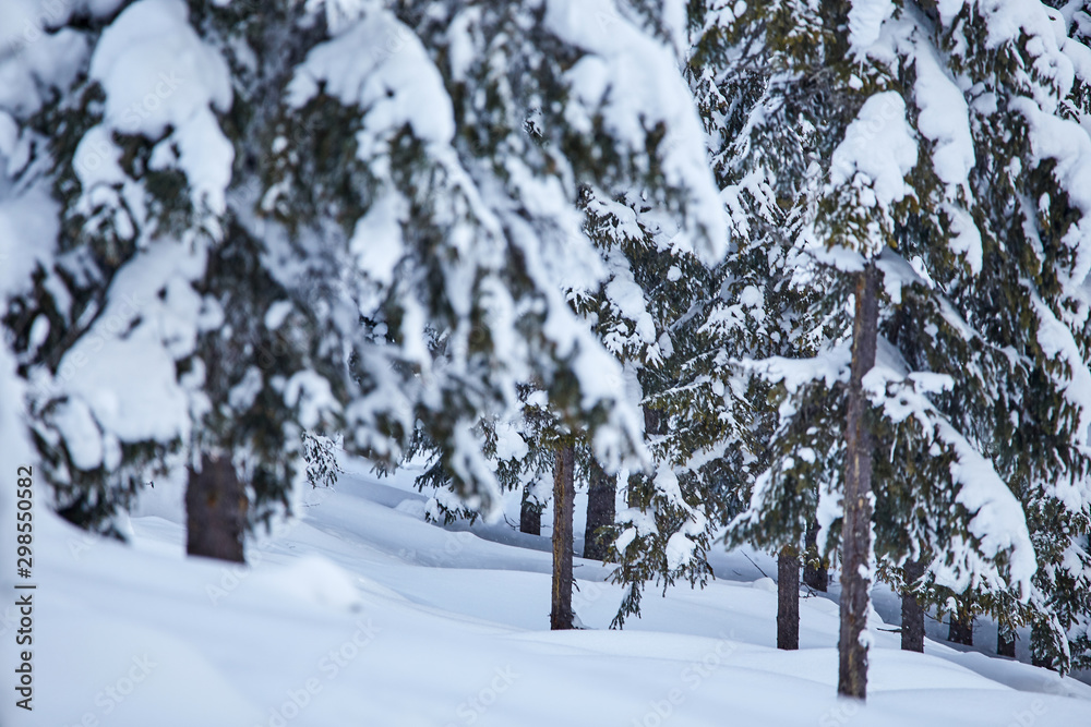 Winter with frozen trees and gorgeous minimalist or abstract shapes and patterns Winter with frozen trees and gorgeous minimalist or abstract shapes and patterns