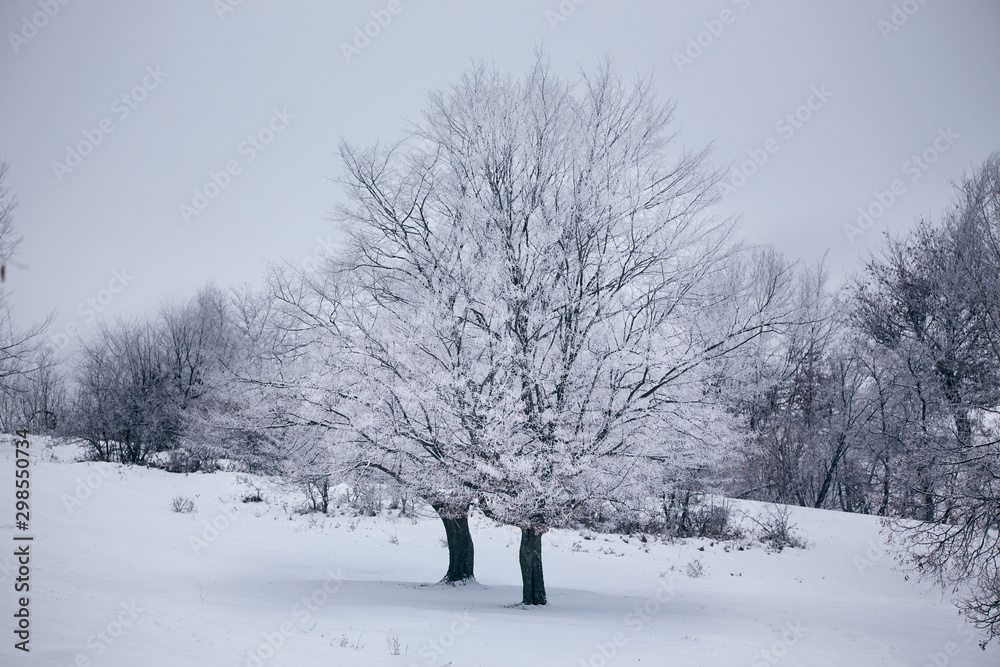 Winter with frozen trees and gorgeous minimalist or abstract shapes and patterns Winter with frozen trees and gorgeous minimalist or abstract shapes and patterns