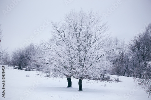 Winter with frozen trees and gorgeous minimalist or abstract shapes and patterns © andrei