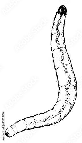 Epidapus, vintage illustration.