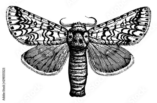 Puss Moth, vintage illustration.