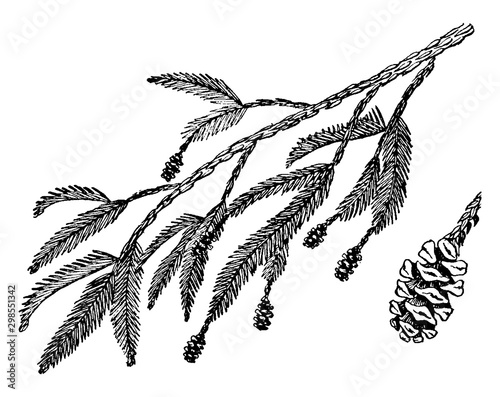 Redwood Branch vintage illustration.