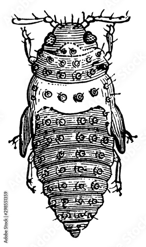 Vine Pest, vintage illustration.