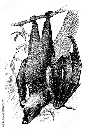 Fruit Bat, vintage illustration.