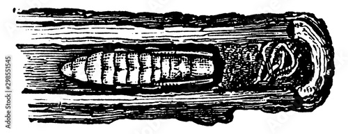 Oak Pruner, vintage illustration.