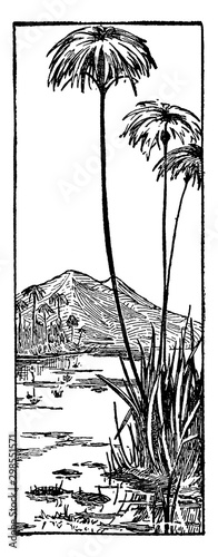 Egyptian, botany, Papyrus, plant, water, stem, leaves vintage illustration.