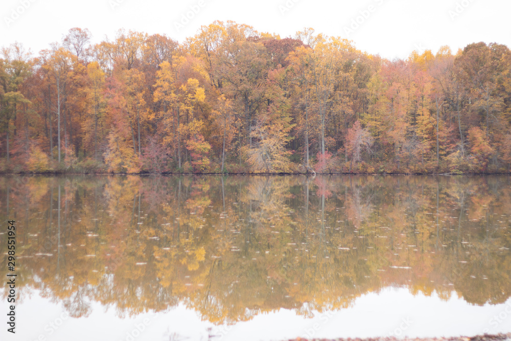 autumn color leaves trees 