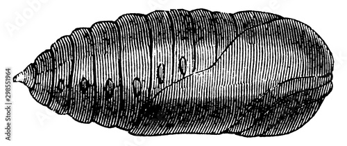Chrysalis of the Luna Moth, vintage illustration.