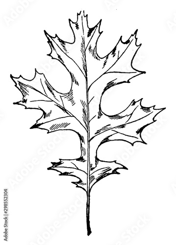 Scarlet Oak Leaf vintage illustration.