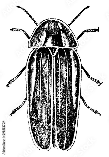 Lampyris Savignii, vintage illustration.