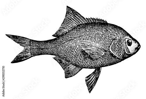 Surfperch, vintage illustration.