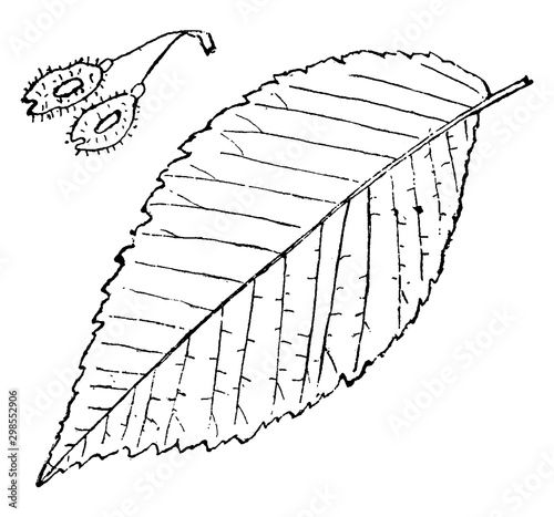 Genus Ulmus, L. (Elm) vintage illustration.