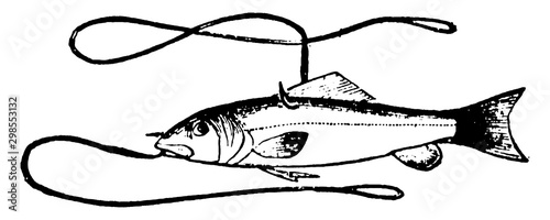 Fishing vintage illustration.