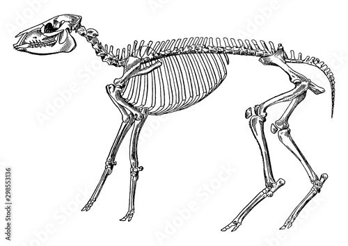 Skeleton of a mesohippus bairdi, vintage illustration.