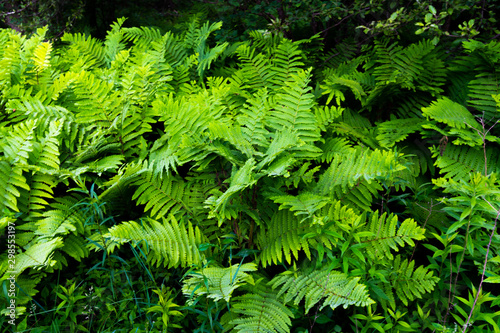 Ferns