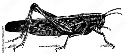 American Bird Grasshopper, vintage illustration.