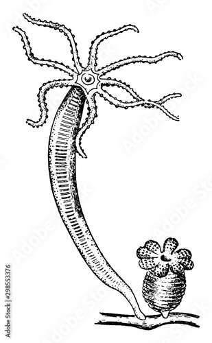 Hydra, vintage illustration.