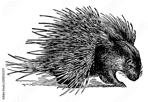Foto Hystrix Crystata Porcupine, vintage illustration.