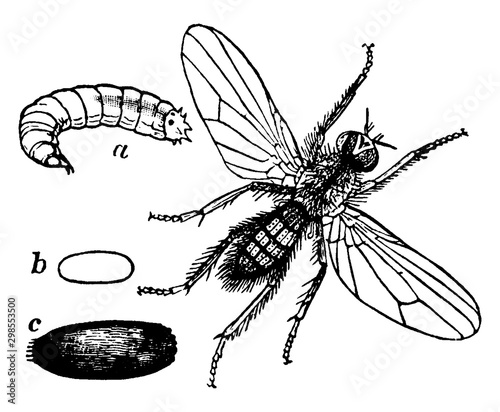 Turnip Fly, vintage illustration.