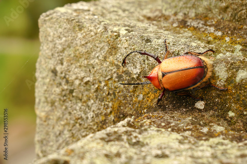 Golofas bugs of Santuario de la Virgen del Rocio Ecuador photo