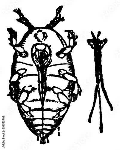 Phylloxera, vintage illustration. photo