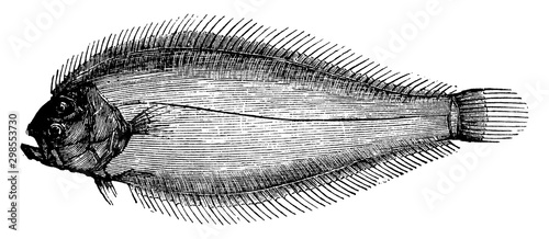 Smooth Sole, vintage illustration.