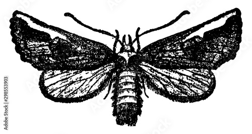 Edema, vintage illustration.
