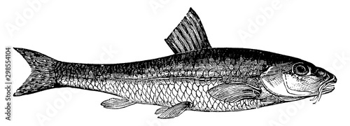 Gudgeon, vintage illustration.