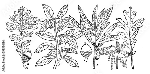 Oak Leaves vintage illustration.