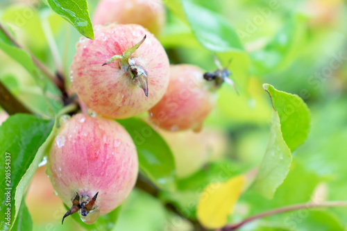 Red apples on a tree in garden, growing eco, organic products in the farm, countryside