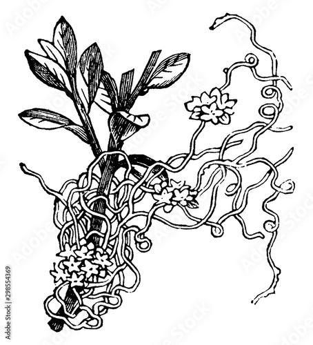 Lesser Dodder, vintage illustration.