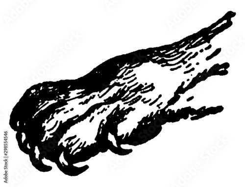 Tiger Paw, vintage illustration.