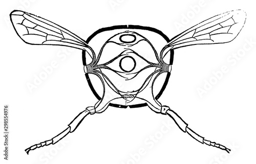 Transverse Thorax, vintage illustration.