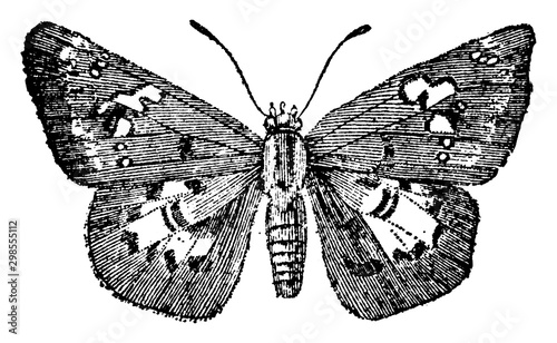 Skipper, vintage illustration.