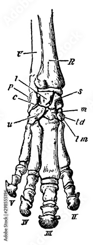 Perissodactyle, vintage illustration.