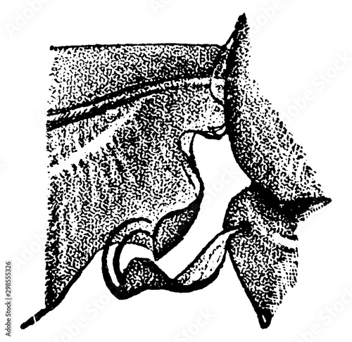 Cottony Cushion Scale, vintage illustration.