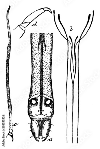 Mouth Parts of Plant Louse, vintage illustration.