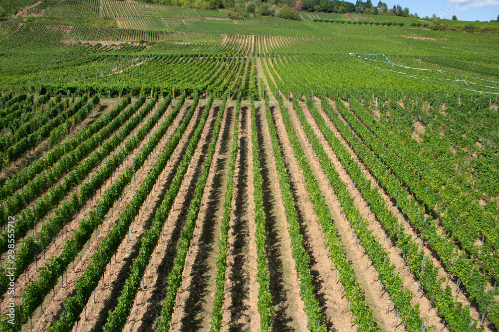 ドイツのリューデスハイムのワイン用のブドウ畑（夏、8月）