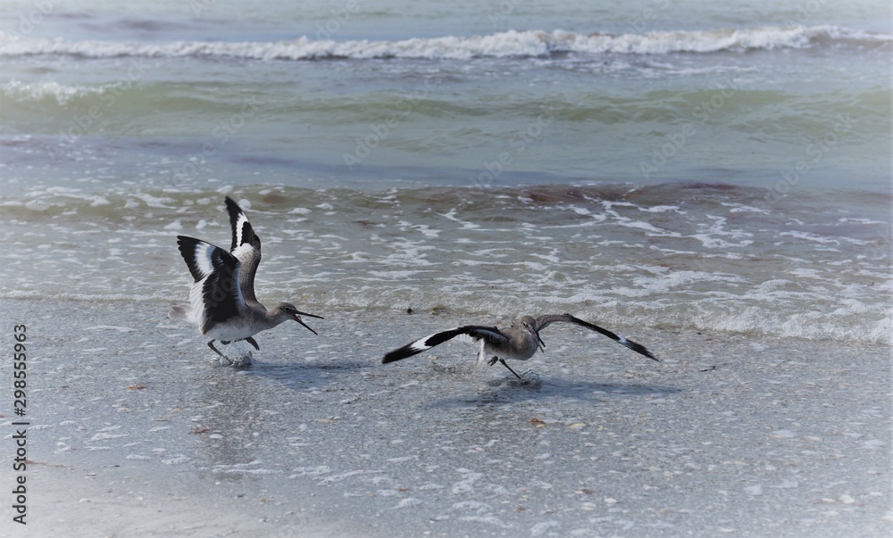 Fototapeta premium Two stilt sandpipers are fighting at the Indian Rocks Beach in Flordia