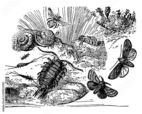 Types of Seashore Life, vintage illustration.