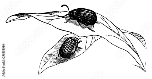 Garden Louse, vintage illustration.