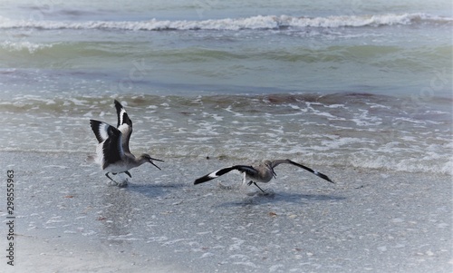 Two stilt sandpipers are fighting at the Indian Rocks Beach in Flordia