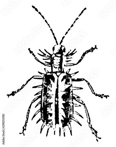 Flispa Fabricii, vintage illustration.