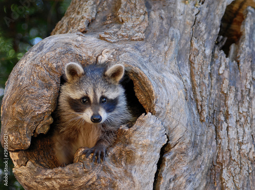 Racoon Baby Staring at Camera