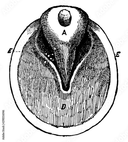 Horse foot, vintage illustration.