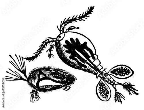 Water Flea, vintage illustration.