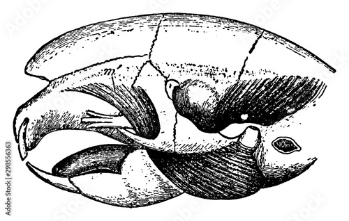 Hystrix Eristata, vintage illustration.