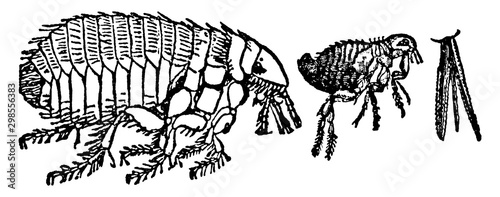 Dog Flea, vintage illustration.