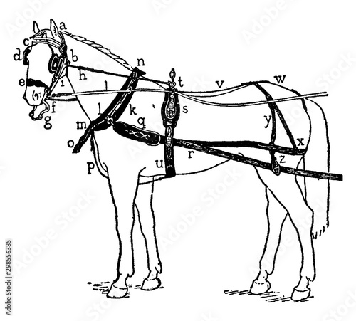 Harness, vintage illustration.